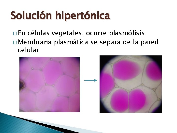 Solución hipertónica � En células vegetales, ocurre plasmólisis � Membrana plasmática se separa de