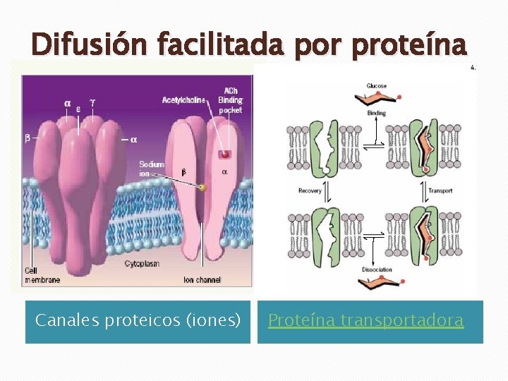Difusión facilitada por proteína Canales proteicos (iones) Proteína transportadora Difusión facilitada por proteína Canales proteicos (iones) Proteína transportadora