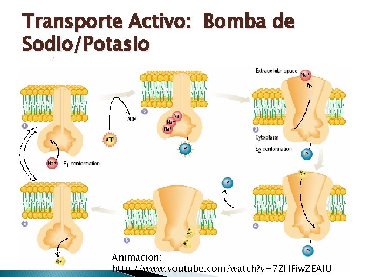 Transporte Activo: Bomba de Sodio/Potasio Animacion: http: //www. youtube. com/watch? v=7 ZHFiw. ZEAl. U