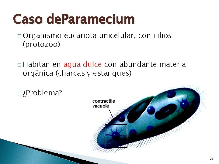 Caso de. Paramecium � Organismo (protozoo) eucariota unicelular, con cilios � Habitan en agua
