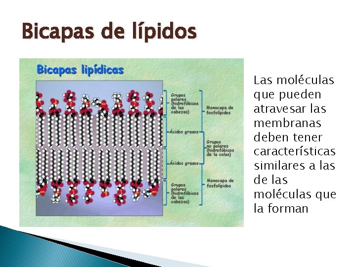 Bicapas de lípidos Las moléculas que pueden atravesar las membranas deben tener características similares