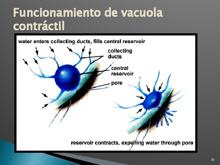 Funcionamiento de vacuola contráctil 30 Funcionamiento de vacuola contráctil 30