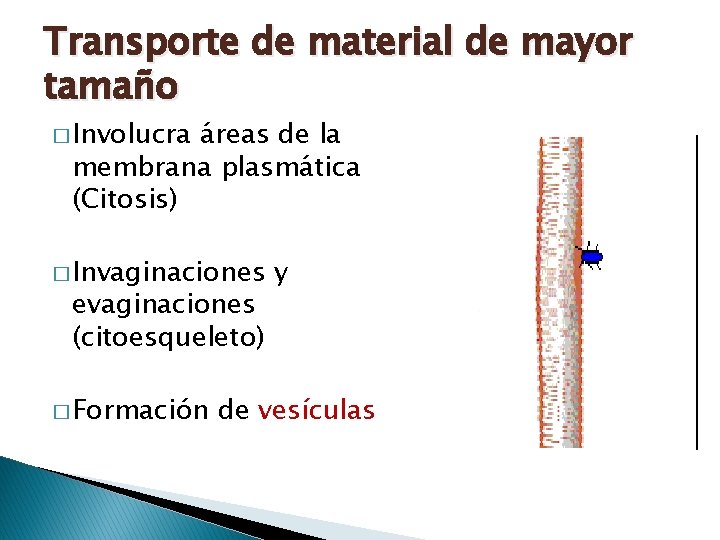 Transporte de material de mayor tamaño � Involucra áreas de la membrana plasmática (Citosis) Transporte de material de mayor tamaño � Involucra áreas de la membrana plasmática (Citosis)