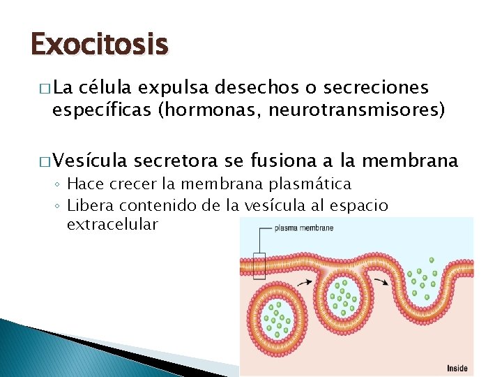 Exocitosis � La célula expulsa desechos o secreciones específicas (hormonas, neurotransmisores) � Vesícula secretora Exocitosis � La célula expulsa desechos o secreciones específicas (hormonas, neurotransmisores) � Vesícula secretora