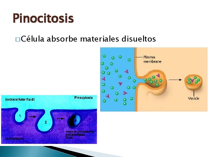 Pinocitosis � Célula absorbe materiales disueltos Pinocitosis � Célula absorbe materiales disueltos