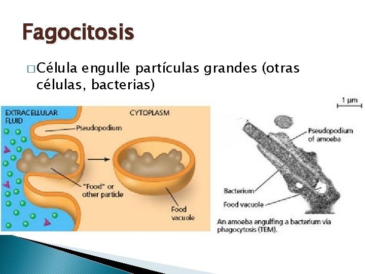 Fagocitosis � Célula engulle partículas grandes (otras células, bacterias) Fagocitosis � Célula engulle partículas grandes (otras células, bacterias)