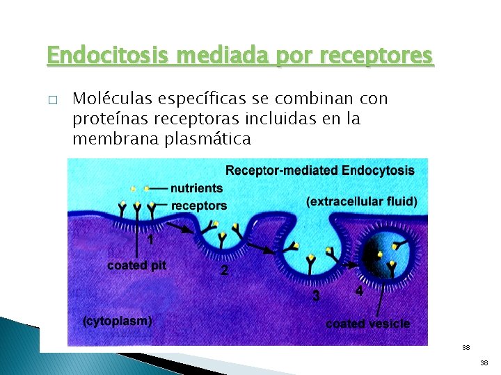 Endocitosis mediada por receptores � Moléculas específicas se combinan con proteínas receptoras incluidas en