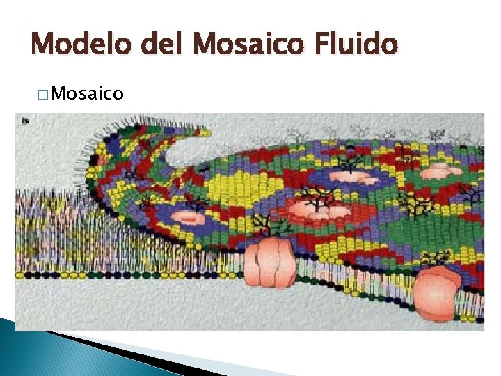 Modelo del Mosaico Fluido � Mosaico 
