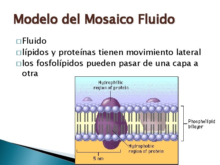 Modelo del Mosaico Fluido � lípidos y proteínas tienen movimiento lateral � los fosfolípidos