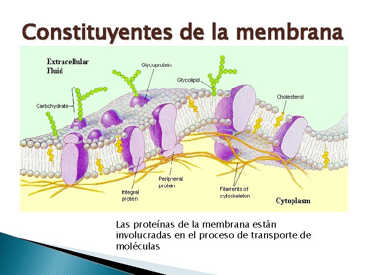 Constituyentes de la membrana Las proteínas de la membrana están involucradas en el proceso