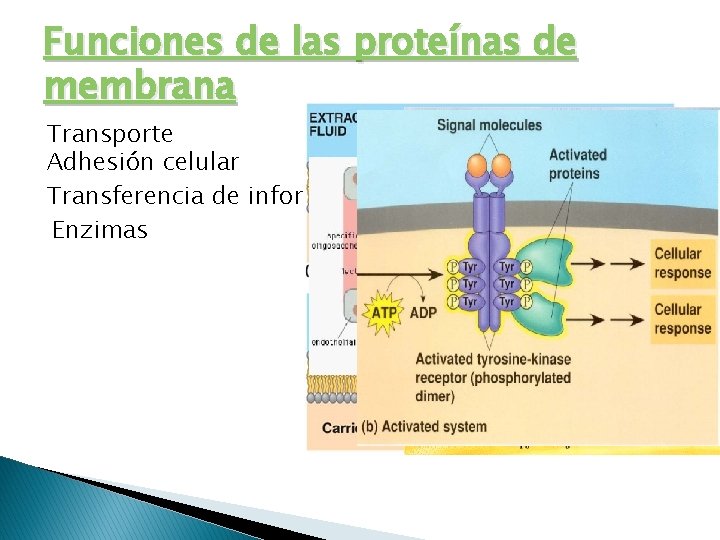 Funciones de las proteínas de membrana Transporte Adhesión celular Transferencia de información Enzimas 