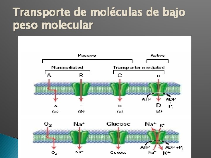 Transporte de moléculas de bajo peso molecular 