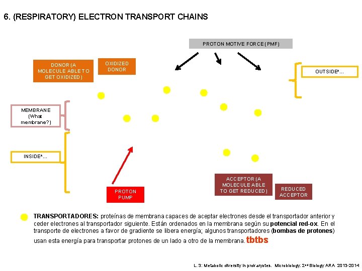 6. (RESPIRATORY) ELECTRON TRANSPORT CHAINS PROTON MOTIVE FORCE (PMF) DONOR (A MOLECULE ABLE TO