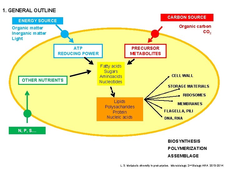 1. GENERAL OUTLINE CARBON SOURCE ENERGY SOURCE Organic carbon CO 2 Organic matter Inorganic