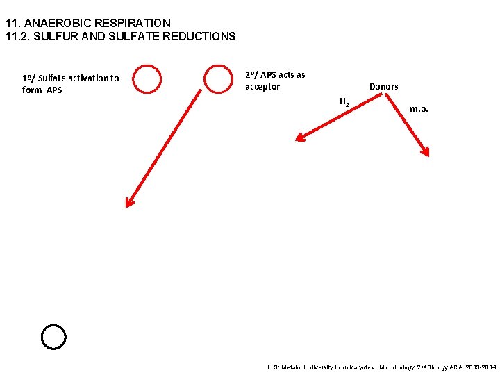 11. ANAEROBIC RESPIRATION 11. 2. SULFUR AND SULFATE REDUCTIONS 1º/ Sulfate activation to form