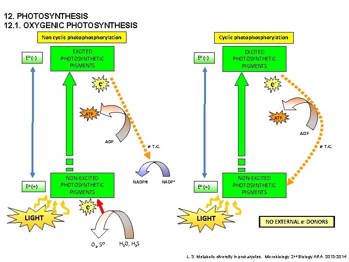 12. PHOTOSYNTHESIS 12. 1. OXYGENIC PHOTOSYNTHESIS Non cyclic photophosphorylation Eo (-) Cyclic photophosphorylation EXCITED