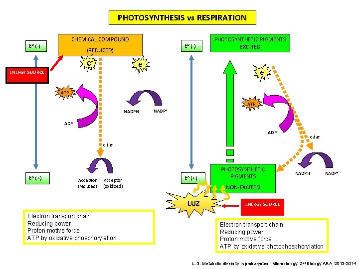 PHOTOSYNTHESIS vs RESPIRATION CHEMICAL COMPOUND Eo (-) (REDUCED) e- PHOTOSYNTHETIC PIGMENTS EXCITED e- ENERGY