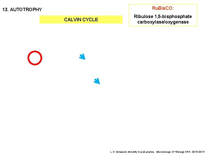 Ru. Bis. CO: 13. AUTOTROPHY CALVIN CYCLE Ribulose 1, 5 -bisphosphate carboxylase/oxygenase L. 3: