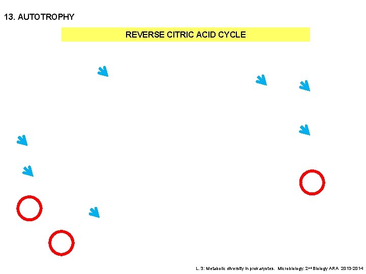 13. AUTOTROPHY REVERSE CITRIC ACID CYCLE L. 3: Metabolic diversity in prokaryotes. Microbiology. 2