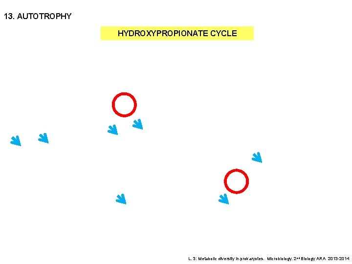 13. AUTOTROPHY HYDROXYPROPIONATE CYCLE L. 3: Metabolic diversity in prokaryotes. Microbiology. 2 nd Biology
