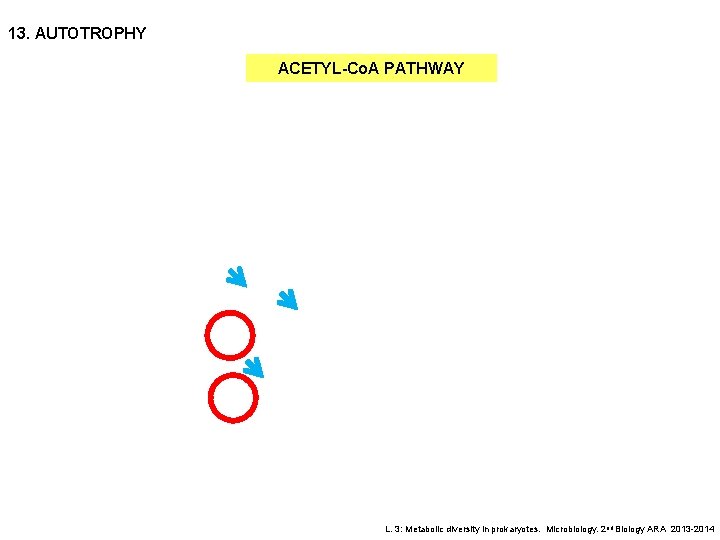 13. AUTOTROPHY ACETYL-Co. A PATHWAY L. 3: Metabolic diversity in prokaryotes. Microbiology. 2 nd