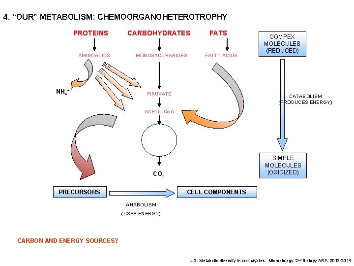 4. “OUR” METABOLISM: CHEMOORGANOHETEROTROPHY PROTEINS AMINOACIDS NH 4+ CARBOHYDRATES MONOSACCHARIDES FATTY ACIDS PIRUVATE COMPEX