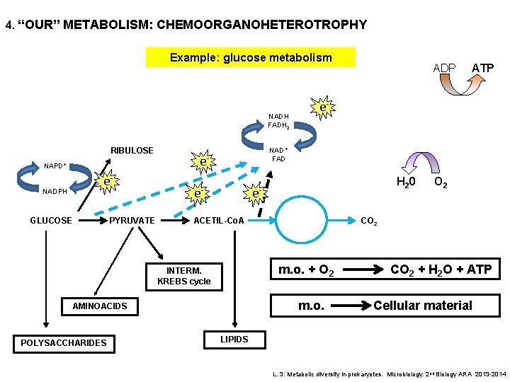 4. “OUR” METABOLISM: CHEMOORGANOHETEROTROPHY Example: glucose metabolism NADH FADH 2 RIBULOSE NAPD+ e- NADPH