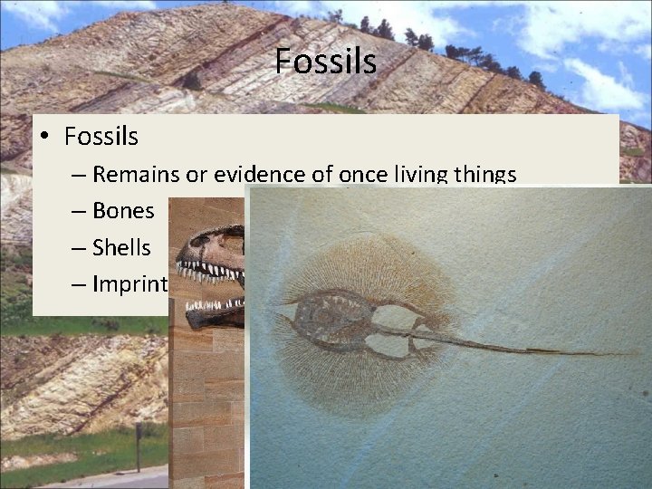 Fossils • Fossils – Remains or evidence of once living things – Bones –