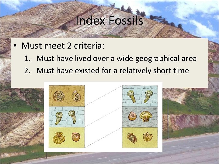 Index Fossils • Must meet 2 criteria: 1. Must have lived over a wide