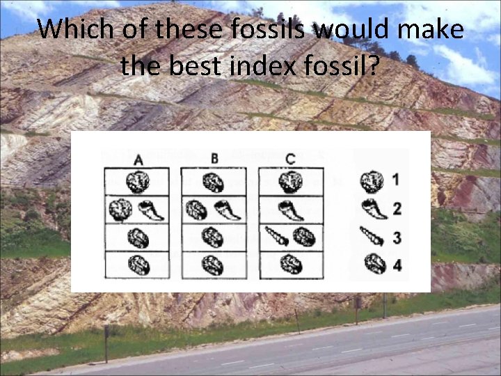 Which of these fossils would make the best index fossil? 