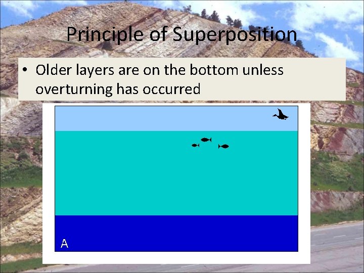 Principle of Superposition • Older layers are on the bottom unless overturning has occurred
