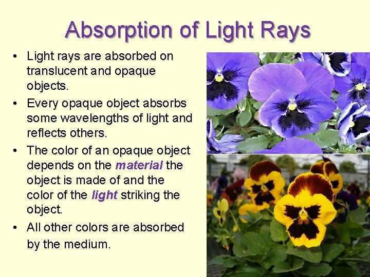 Absorption of Light Rays • Light rays are absorbed on translucent and opaque objects.