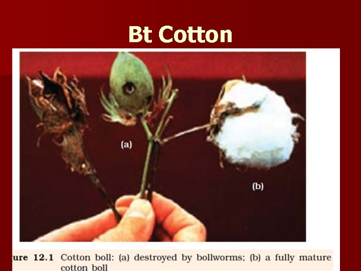 Bt Cotton 