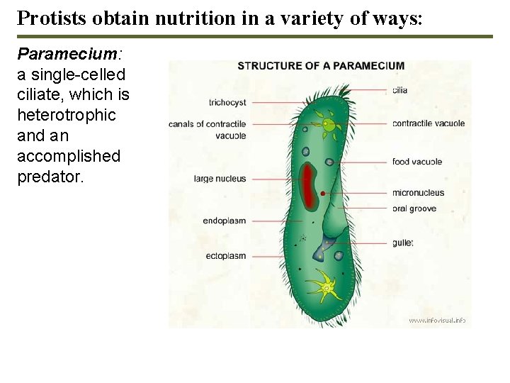 Protists obtain nutrition in a variety of ways: Paramecium: a single-celled ciliate, which is