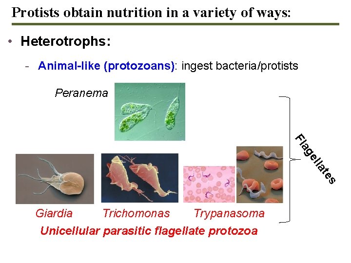 Protists obtain nutrition in a variety of ways: • Heterotrophs: - Animal-like (protozoans): ingest