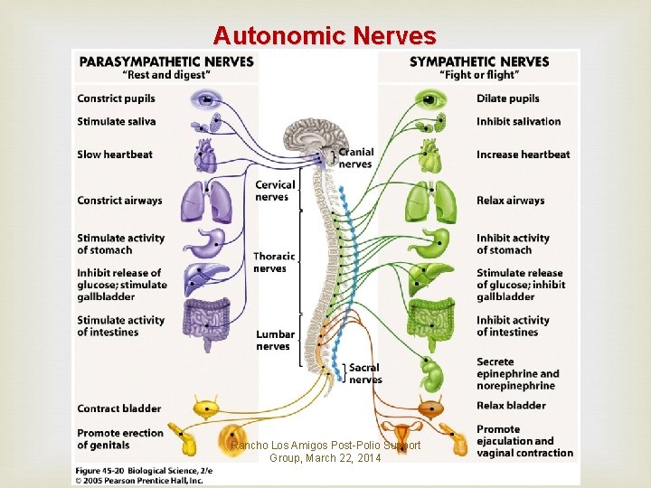 Autonomic Nerves Rancho Los Amigos Post-Polio Support Group, March 22, 2014 