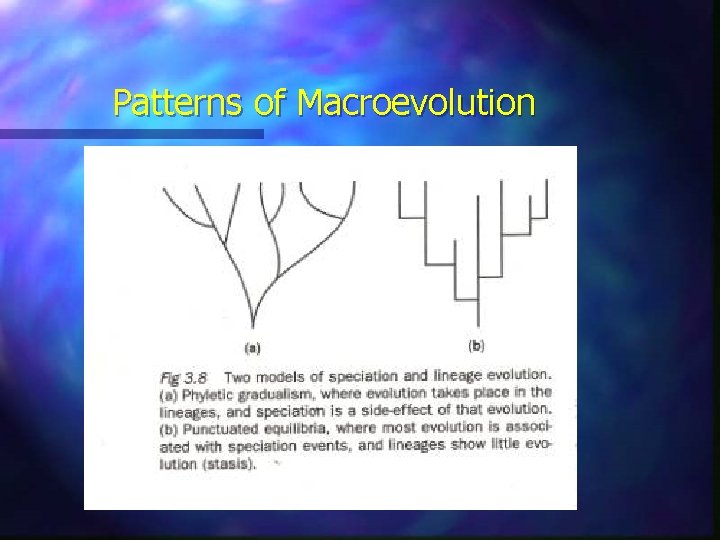Patterns of Macroevolution 