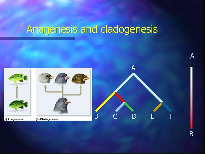 Anagenesis and cladogenesis A A B C D E F B 