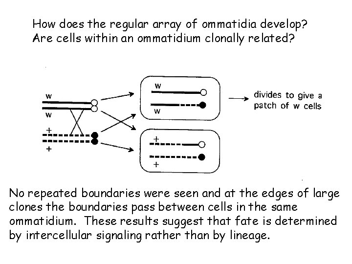 How does the regular array of ommatidia develop? Are cells within an ommatidium clonally