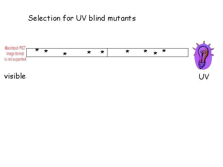 Selection for UV blind mutants * * visible * * * * UV 