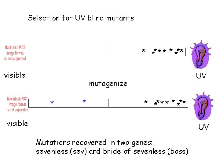 Selection for UV blind mutants * *** visible UV mutagenize * * * ***