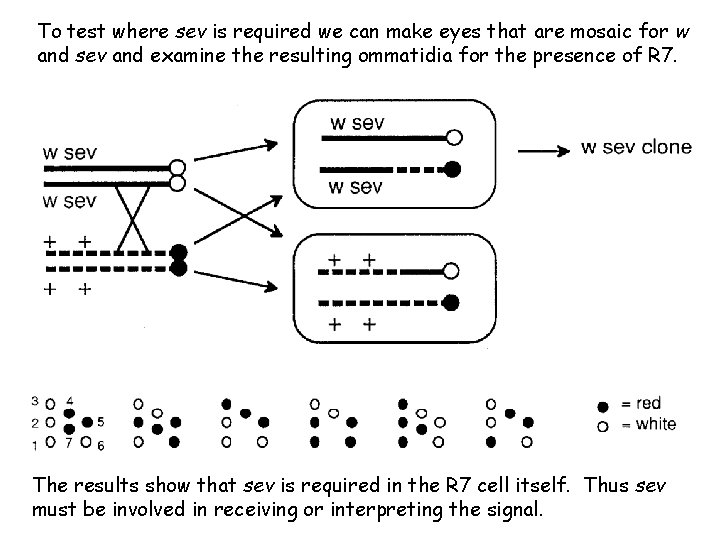 To test where sev is required we can make eyes that are mosaic for