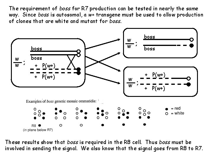 The requirement of boss for R 7 production can be tested in nearly the