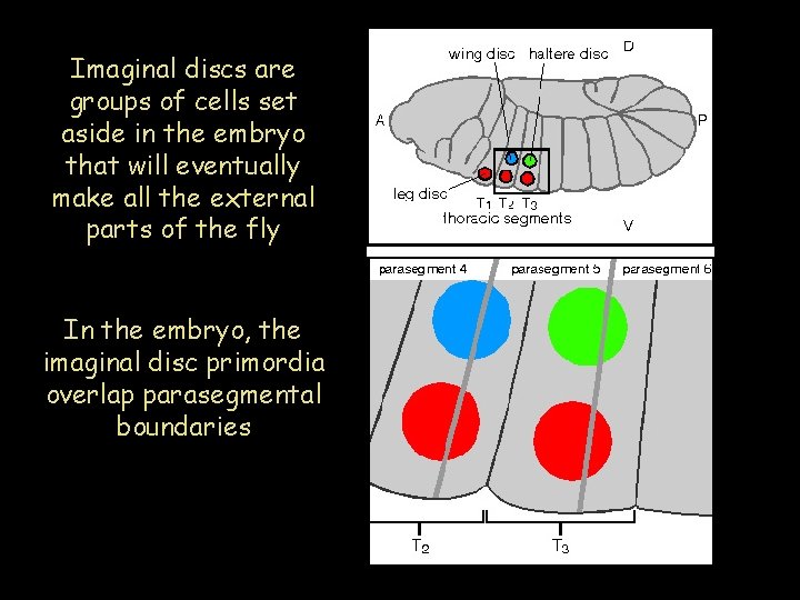 Imaginal discs are groups of cells set aside in the embryo that will eventually