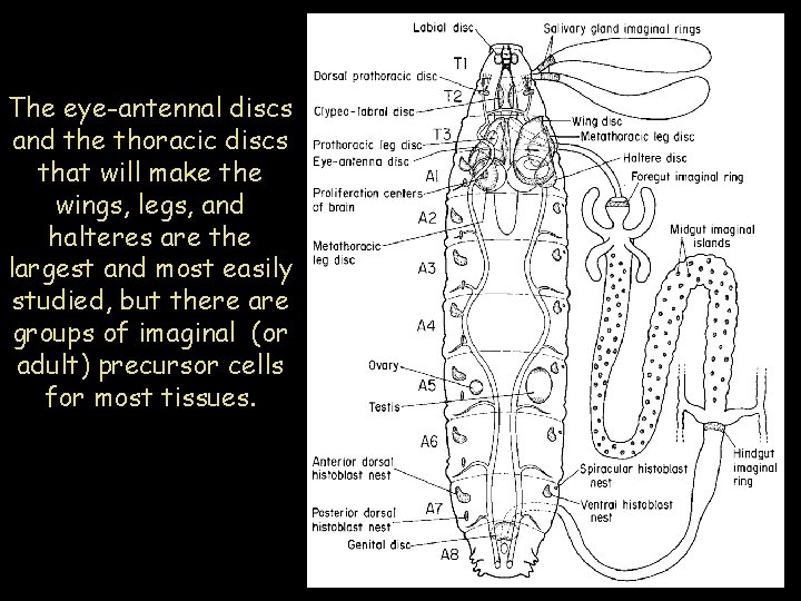 The eye-antennal discs and the thoracic discs that will make the wings, legs, and