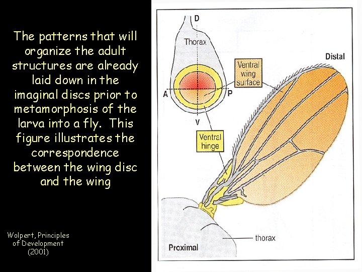 The patterns that will organize the adult structures are already laid down in the