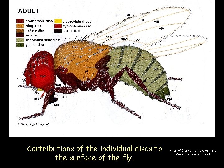Contributions of the individual discs to the surface of the fly. Atlas of Drosophila