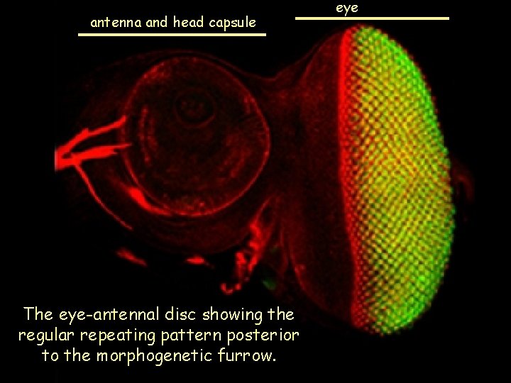 antenna and head capsule The eye-antennal disc showing the regular repeating pattern posterior to