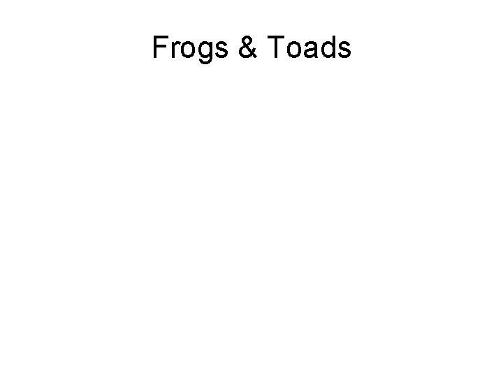 Frogs & Toads 