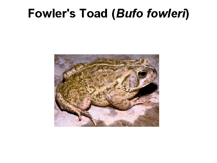 Fowler's Toad (Bufo fowleri) 